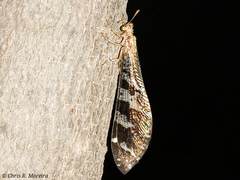 Millerleon subdolus