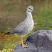 Wandering Tattler - Photo (c) Dan Dzurisin, some rights reserved (CC BY-NC-ND)