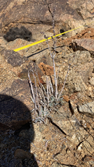 Dudleya saxosa
