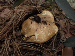 Agaricus nanaugustus
