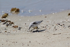 Calidris alba