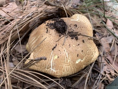 Agaricus nanaugustus