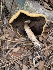 Agaricus nanaugustus