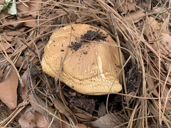 Agaricus nanaugustus