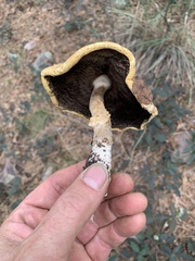 Agaricus nanaugustus
