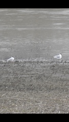 Hydrocoloeus minutus