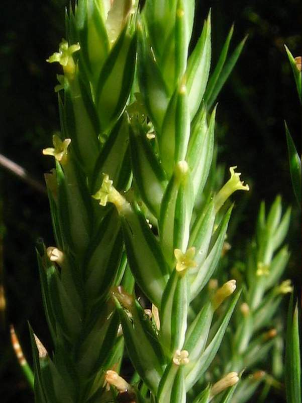 Crucianella angustifolia
