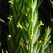 Crucianella angustifolia - Photo Michael Kesl, sin restricciones conocidas de derechos (dominio público)