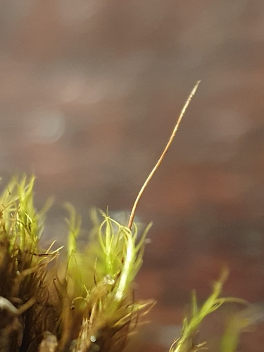 Image of Distichium inclinatum by no rights reserved