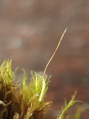 Distichium inclinatum