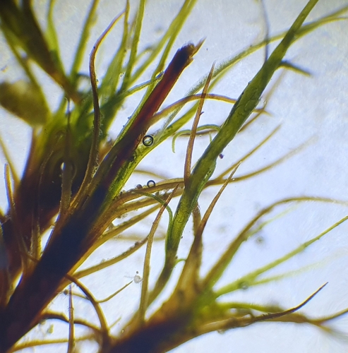 Image of Distichium inclinatum by no rights reserved