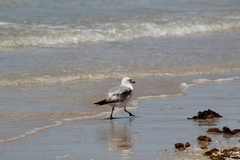 Laridae