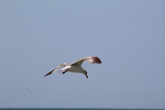 Laridae