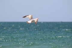 Laridae