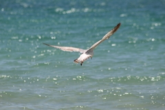 Laridae
