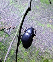 Coelometopus clypeatus