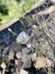 Clarkia amoena caurina