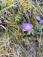 Clarkia amoena caurina