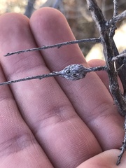 Neolasioptera willistoni