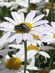 Astylus vittaticollis