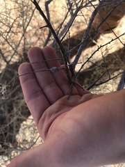 Neolasioptera willistoni