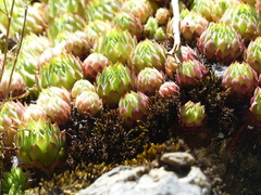 Sempervivum vicentei