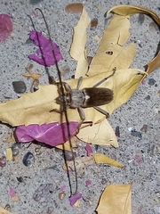 Gnaphalodes trachyderoides