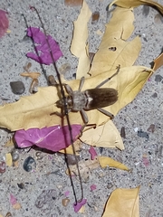 Gnaphalodes trachyderoides