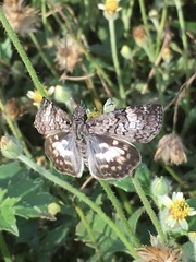Chiomara