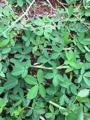 Arachis