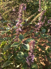Lamiaceae