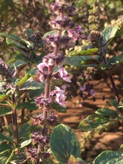 Lamiaceae