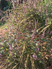 Lamiaceae