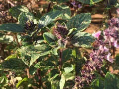 Lamiaceae