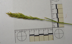 Poa macrantha