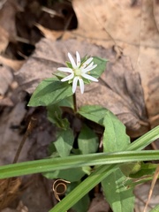 Stellaria corei