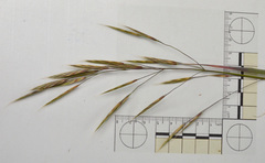 Bromus sitchensis