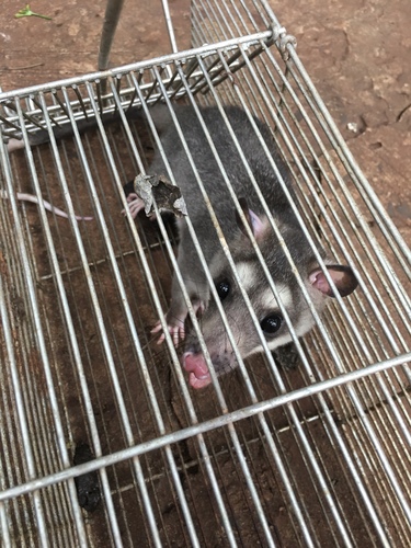 Southern Four-eyed Opossum