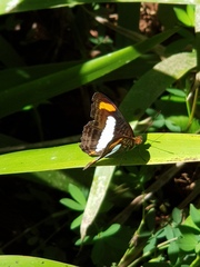 Adelpha naxia