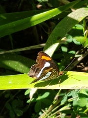 Adelpha naxia