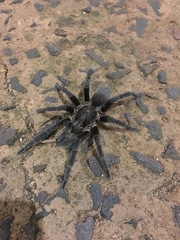 Vitalius paranaensis