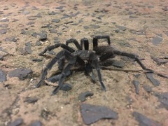 Vitalius paranaensis