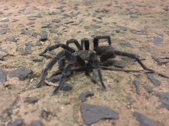 Vitalius paranaensis