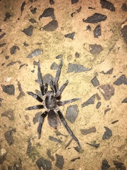 Vitalius paranaensis