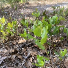 Geobalanus oblongifolius