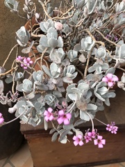 Kalanchoe
