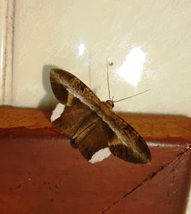 Hemeroblemma leontia