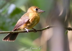 Myiobius sulphureipygius