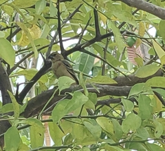 Sporophila morelleti