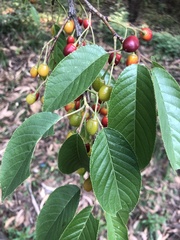 Prunus cerasoides